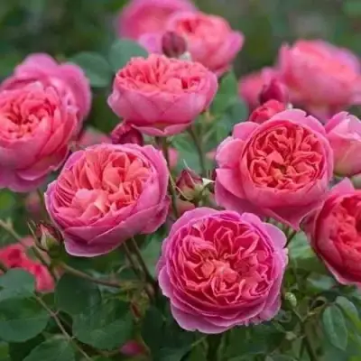 Роза БЕНДЖАМИН БРИТТЕН шраб в Солигорске