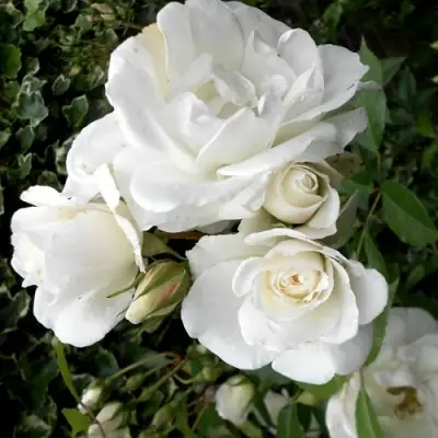 Роза АЙСБЕРГ флорибунда в Солигорске