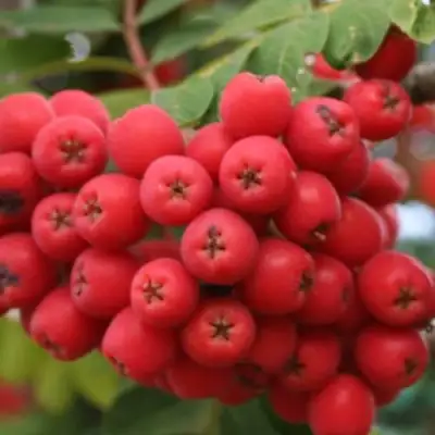 Рябина АЛАЯ КРУПНАЯ сладкоплодная в Солигорске