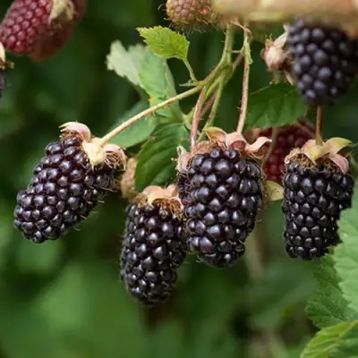 Ежемалина БОЙСЕНБЕРРИ в Солигорске