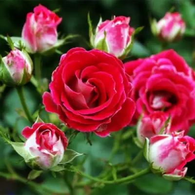 Роза ШОНЕ КОБЛЕНЦЕРИН флорибунда в Солигорске