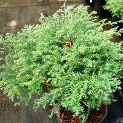 Кипарисовик СКВАРРОЗА горохоплодный в Солигорске