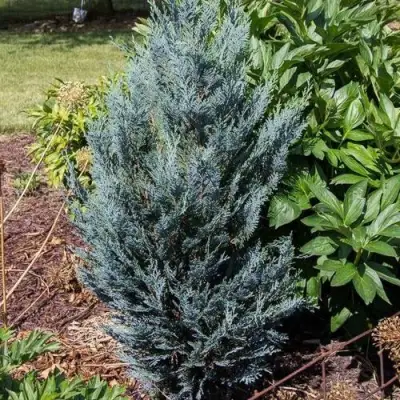 Кипарисовик ДАРТС БЛЮ РИББОН лавсона в Солигорске