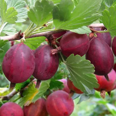 Крыжовник ХИННОМАКИ РОТ в Солигорске