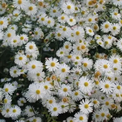 Болтония СНОУБЭНК в Солигорске