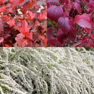 Комплект ЖИВАЯ ИЗГОРОДЬ в Солигорске