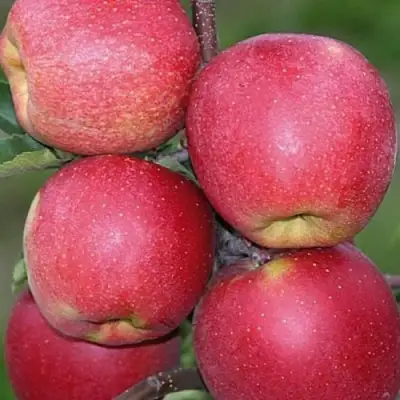 Яблоня ЧЕМПИОН в Солигорске