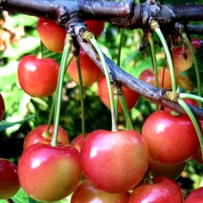 Черешня ГАСТИНЕЦ в Солигорске