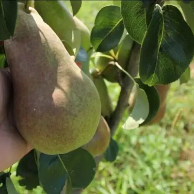 Груша БРЯНСКАЯ КРАСАВИЦА в Солигорске