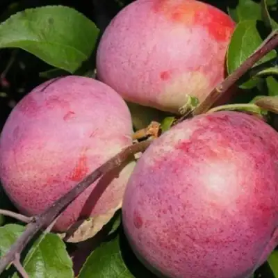 Яблоня БЕЛОРУССКОЕ МАЛИНОВОЕ в Солигорске