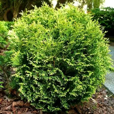 Туя ВОТЕРФИЛД западная в Солигорске