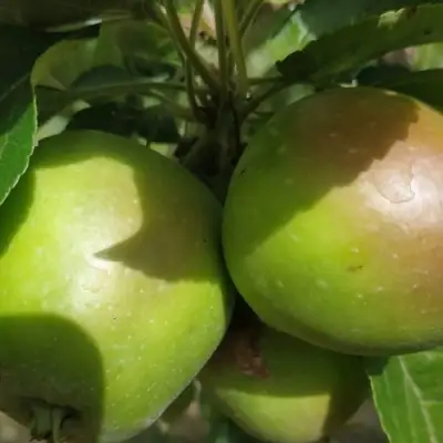 Яблоня ПАМЯТЬ СИКОРЫ в Солигорске