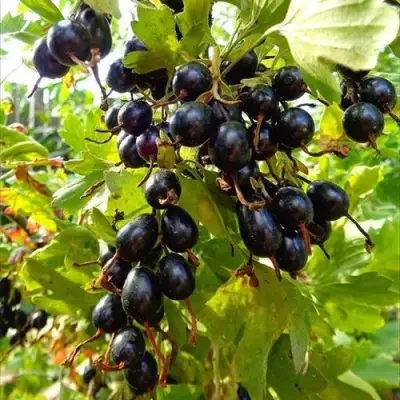 Смородина золотистая ОВАЛЬНАЯ в Солигорске