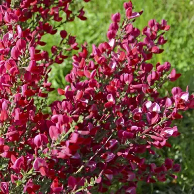 Ракитник БОСКОП РУБИ  в Солигорске