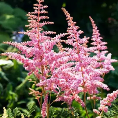 Астильба ЭДЕНС ОДИССЕЙ Арендса в Солигорске