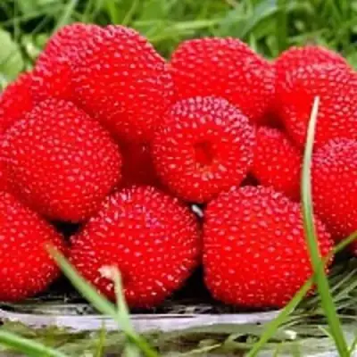 Малина ТИБЕТСКАЯ (РОЗОЛИСТНАЯ) в Солигорске