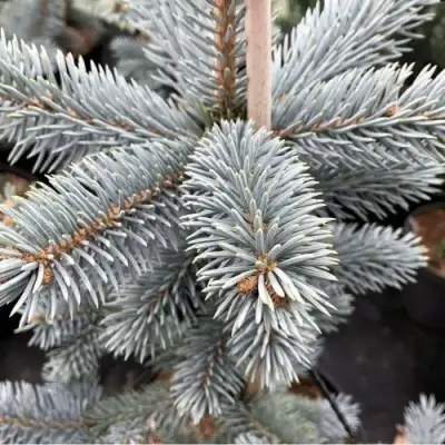 Ель РОЯЛ БЛЮ колючая  в Солигорске