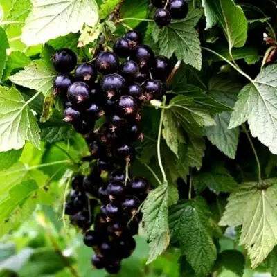 Смородина чёрная БЕЛОРУССКАЯ СЛАДКАЯ в Солигорске