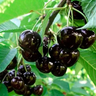 Черешня МУСКАТНАЯ в Солигорске