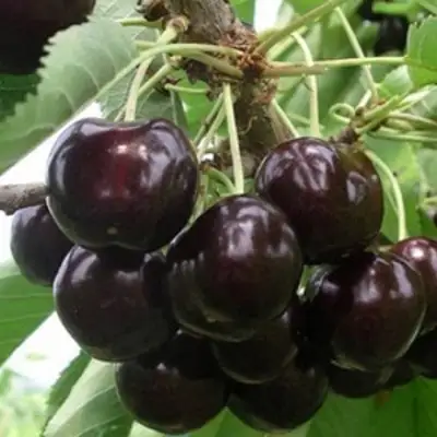 Вишня РОССОШАНСКАЯ ЧЕРНАЯ в Солигорске