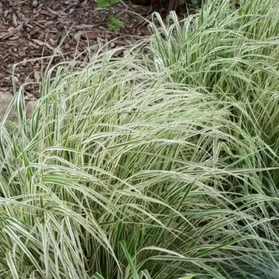 Вейник ОВЕРДАМ остроцветковый в Солигорске