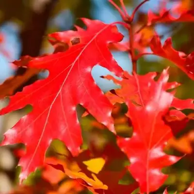 Дуб красный в Солигорске