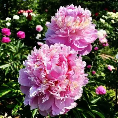 Пион ЛАВОН травянистый в Солигорске