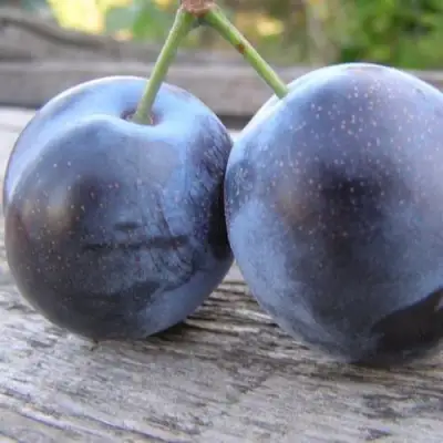 Слива БЛЮФРИ в Солигорске