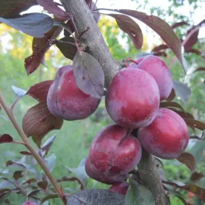 Слива ЛАМА в Солигорске