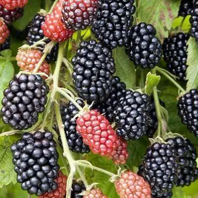 Ежевика НАВАХО бесшипная  в Солигорске