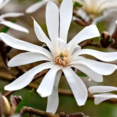 Магнолия СТЕЛЛАТА в Солигорске