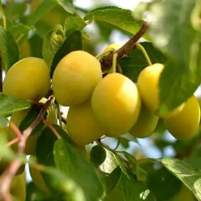 Слива ОЧАКОВСКАЯ ЖЕЛТАЯ в Солигорске