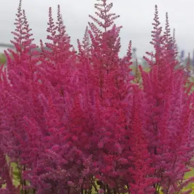 Астильба МАЙТИ ЧОКОЛАТ ЧЕРРИ китайская в Солигорске