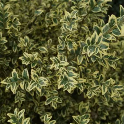 Самшит АУРЕАВАРИЕГАТА в Солигорске