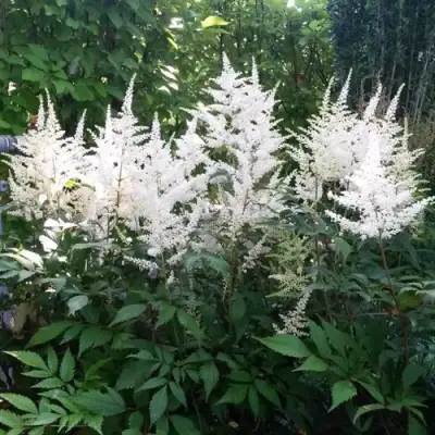 Астильба БРАУТШЛЕЙЕР Арендса в Солигорске