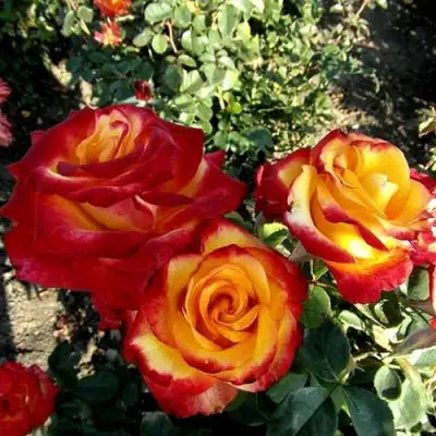 Роза ХАЙ МЭДЖИК чайно-гибридная в Солигорске