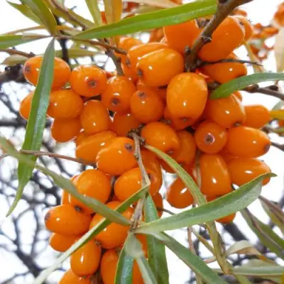 Облепиха КОСТЕР в Солигорске