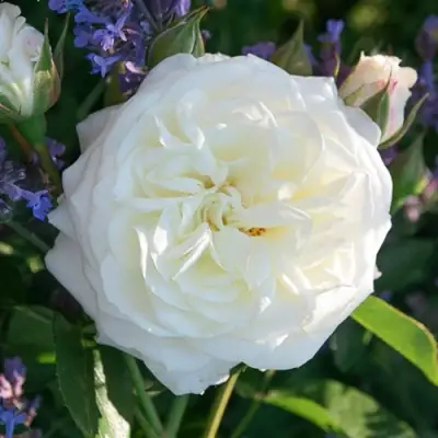 саженцы розы Алабастер