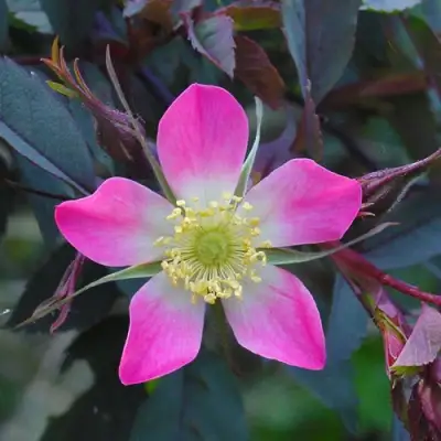 Роза сизая в Солигорске