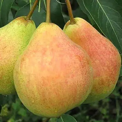 Груша ЛЮБИМИЦА ЯКОВЛЕВА в Солигорске
