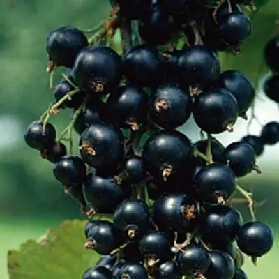 Смородина чёрная ВЕЛОЙ (ЛЕНИНГРАДСКАЯ СЛАДКАЯ) в Солигорске