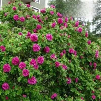 Шиповник ХАНСА в Солигорске