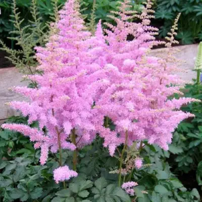 Астильба ГИАЦИНТ Арендса в Солигорске