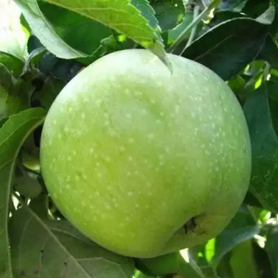 Яблоня РЕНЕТ СИМИРЕНКО в Солигорске