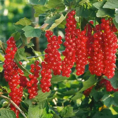 Смородина красная РУДНЕУС в Солигорске