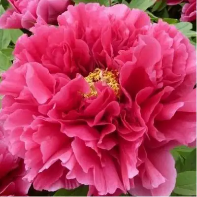 Пион КОРОЛЕВСКИЙ ЦВЕТОК древовидный в Солигорске