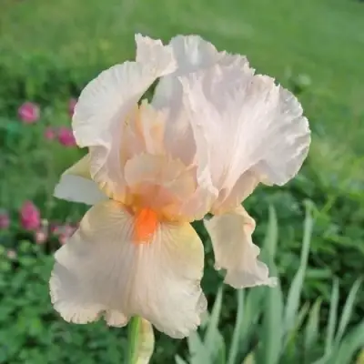 Ирис ПАТИ ДРЕСС бородатый в Солигорске