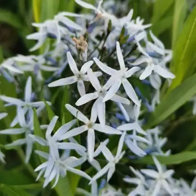 Амсония иволистная в Солигорске