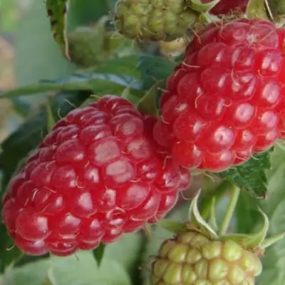 Малина РАДЗИЕВА в Солигорске