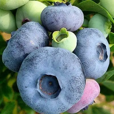 Голубика ПАТРИОТ в Солигорске